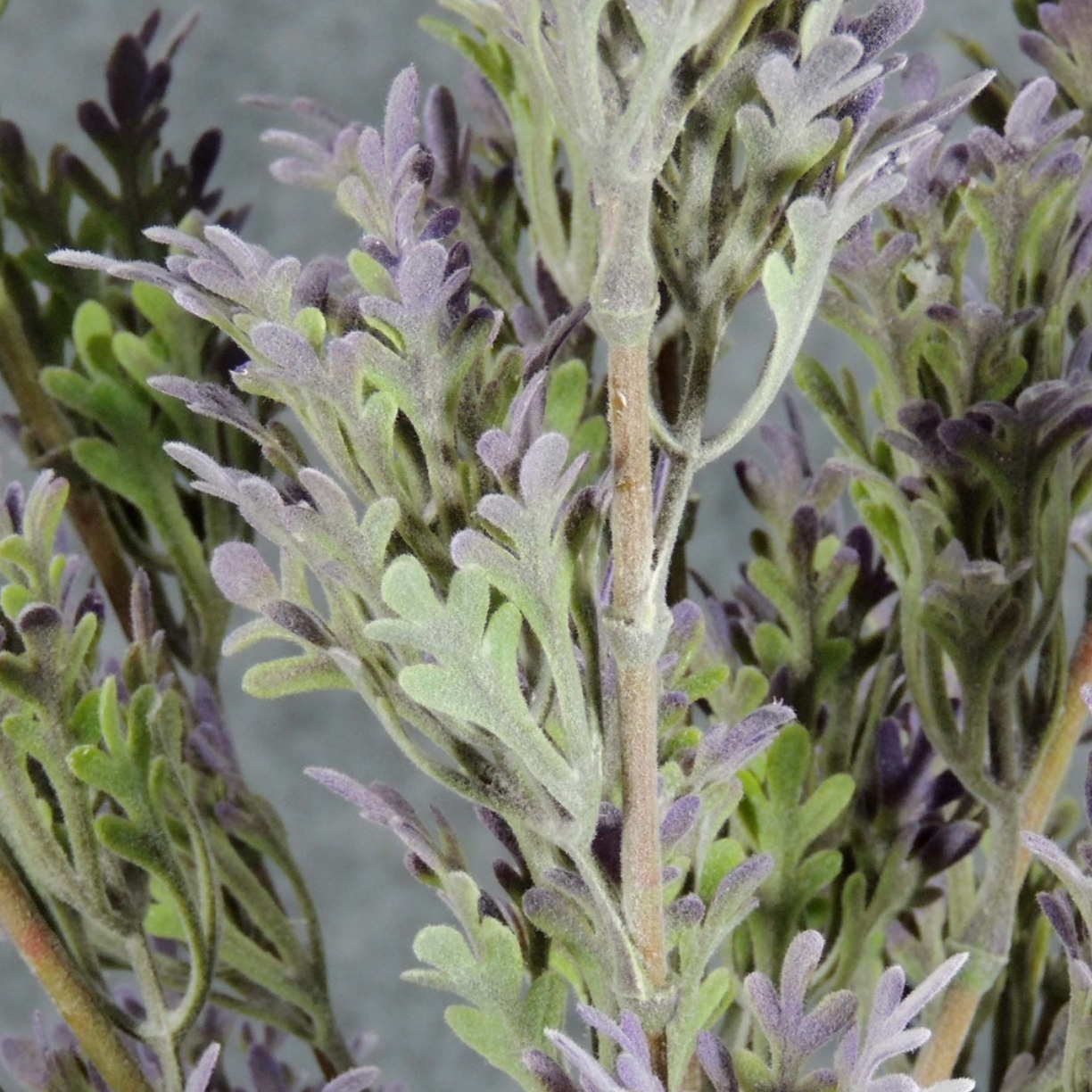 17" Dusty Miller Bush Lavender Stem