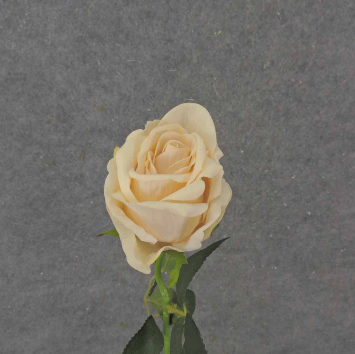 20" Candle Light Open Rose