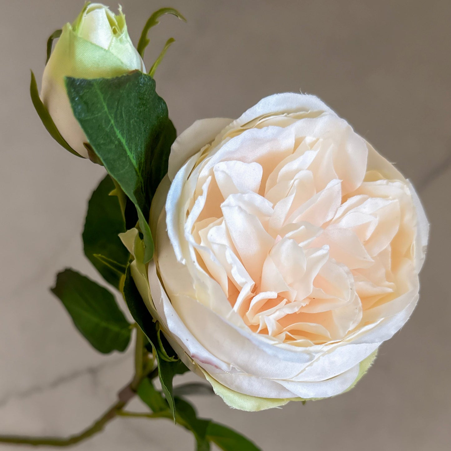 20" English Rose Peach/Cream Stem