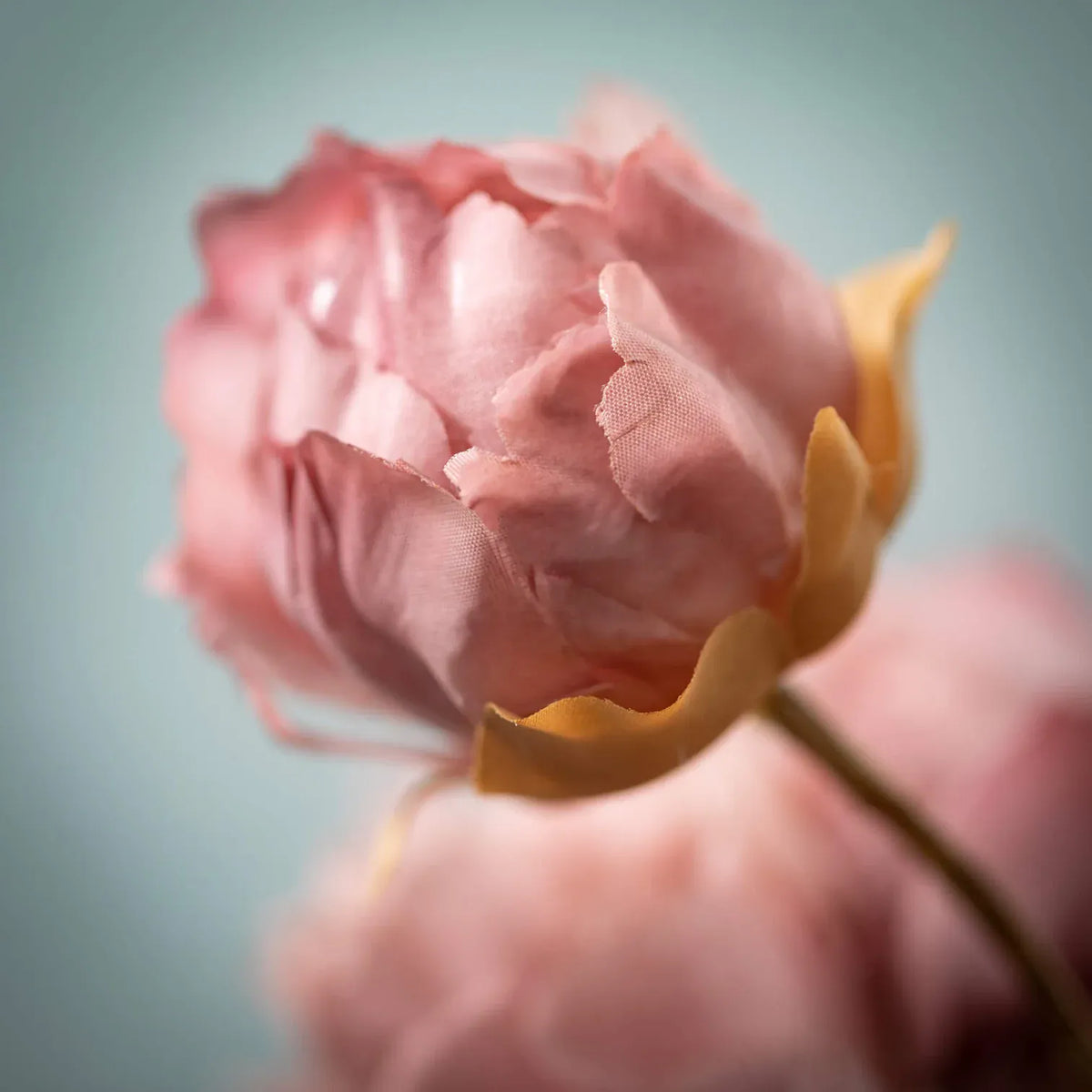 22" Mauve Blush Pink Blooming Peonies