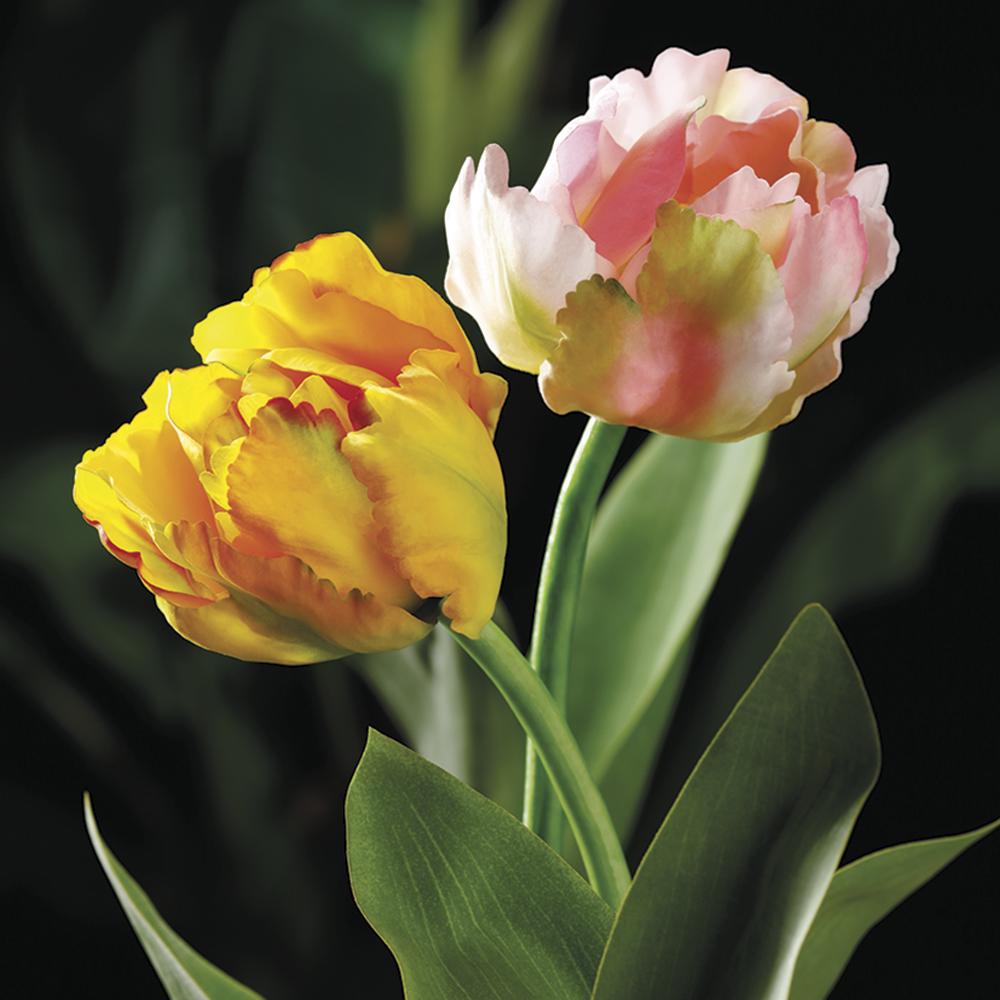 24" Pink Parrot Tulip Spray