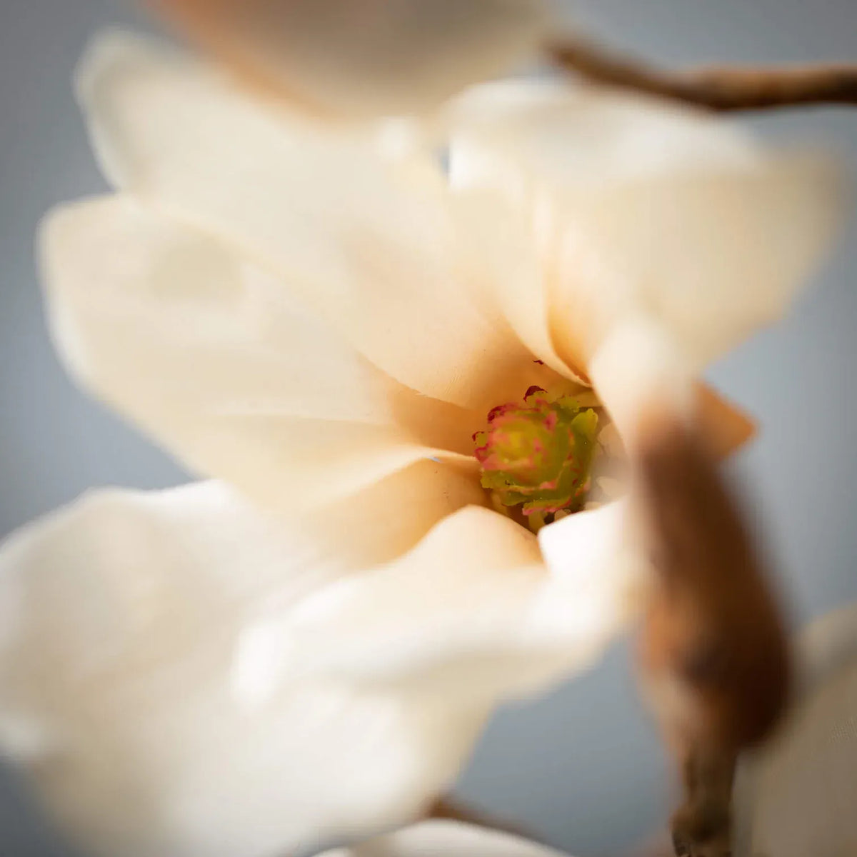 27" Cream Magnolia Blooming Branch