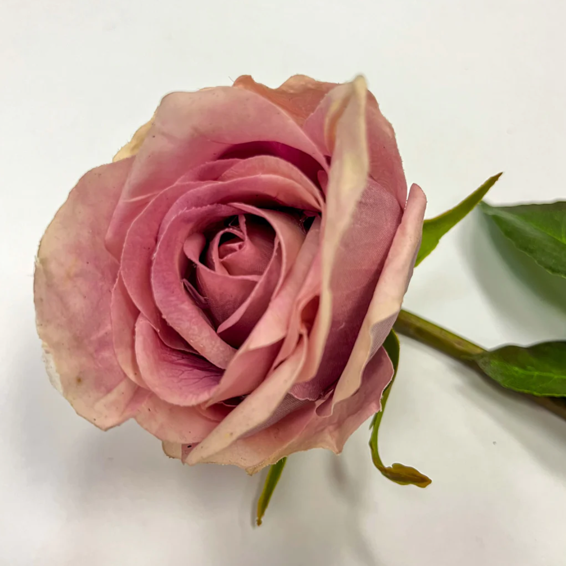 30" Peachy Pink Rose Stem
