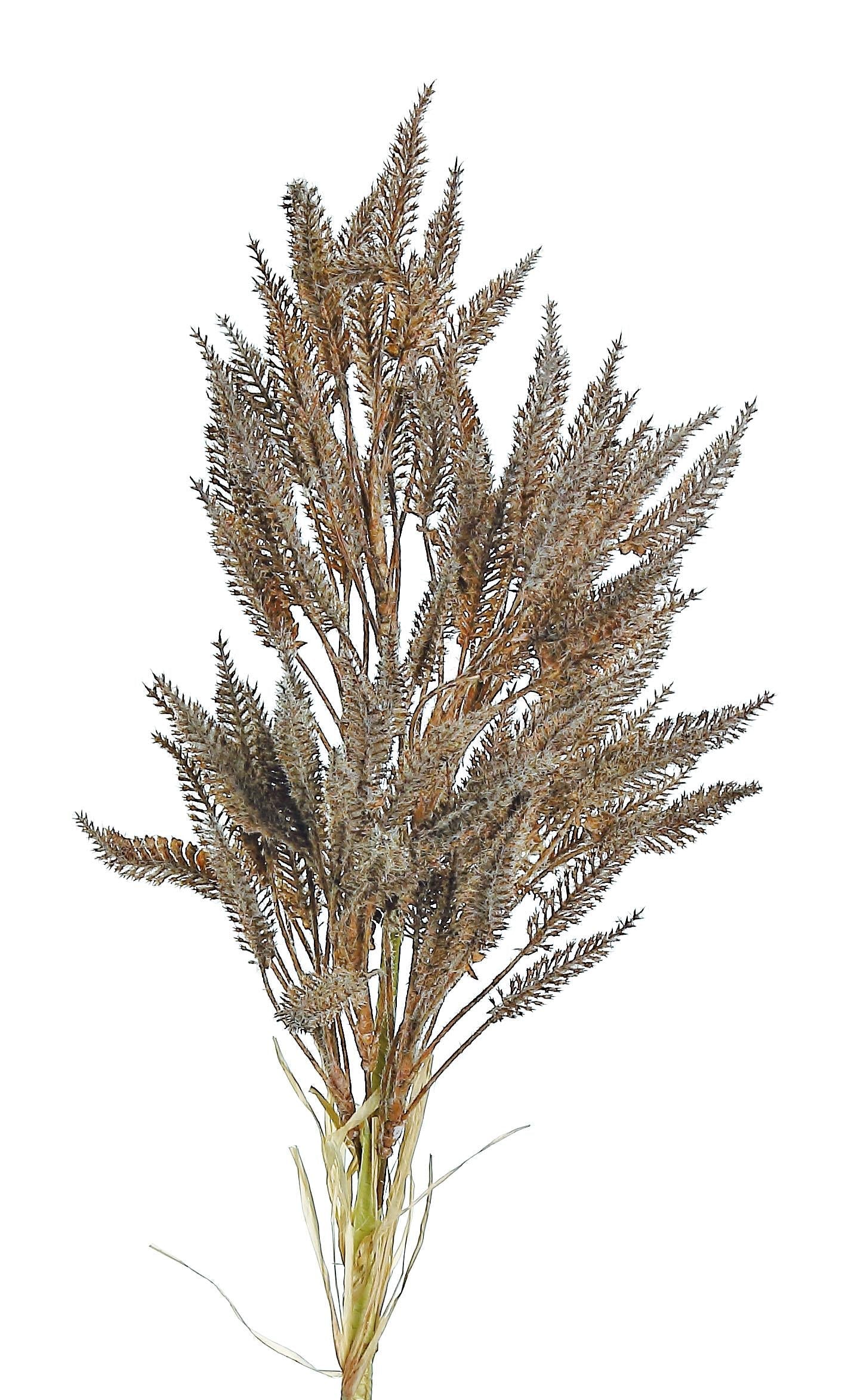 PUFF GRASS SPRAY, 31", GUNMETAL