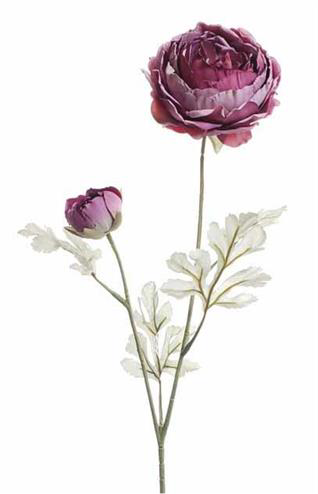 Holland Dried Ranunculus, 24", Dark Rose