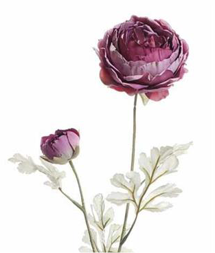 Holland Dried Ranunculus, 24", Dark Rose