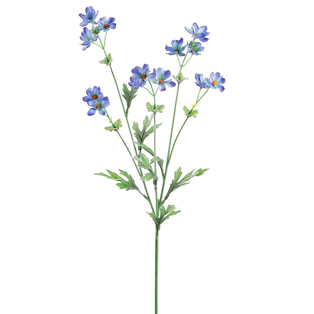 A vibrant blue cosmos spray with multiple flowers and green leaves against a white background.