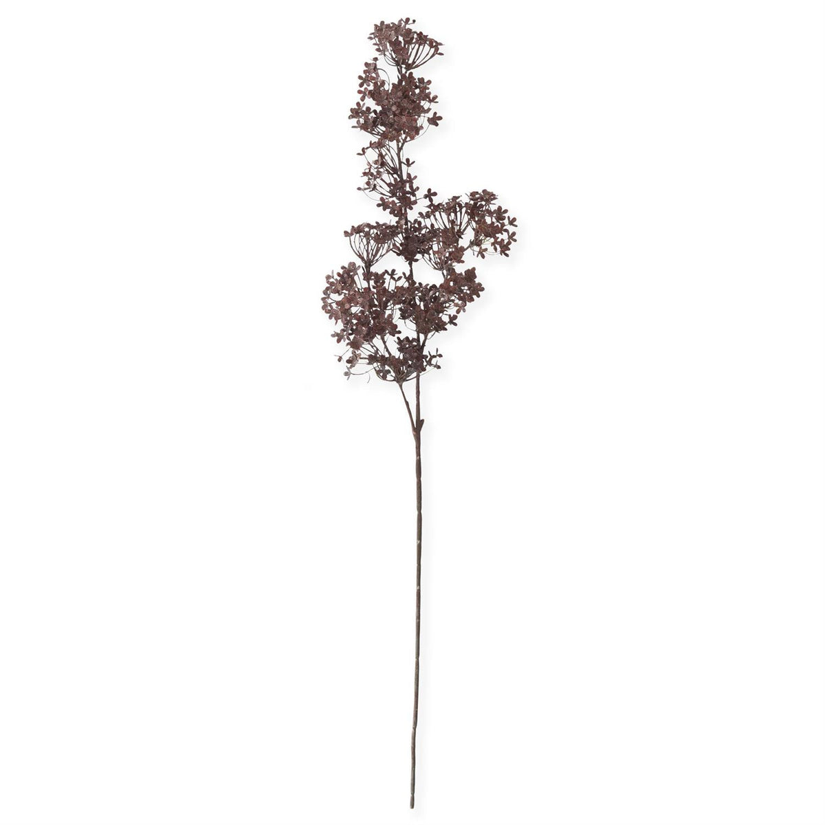 Brown_Sedum_Stem