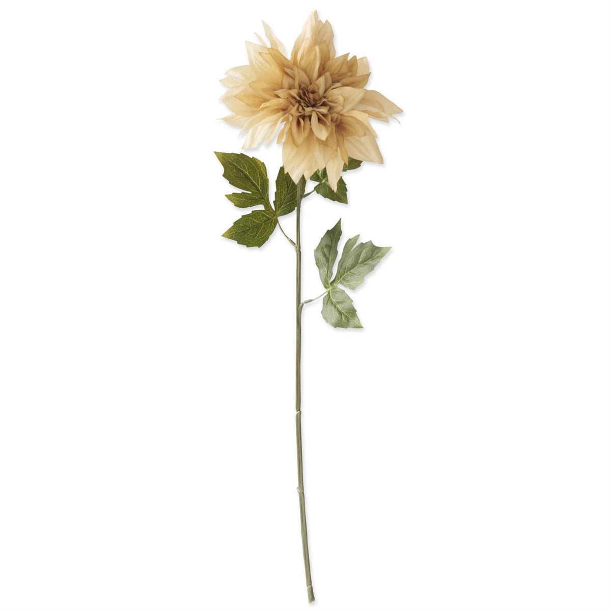 Cream_Dahlia_Stem