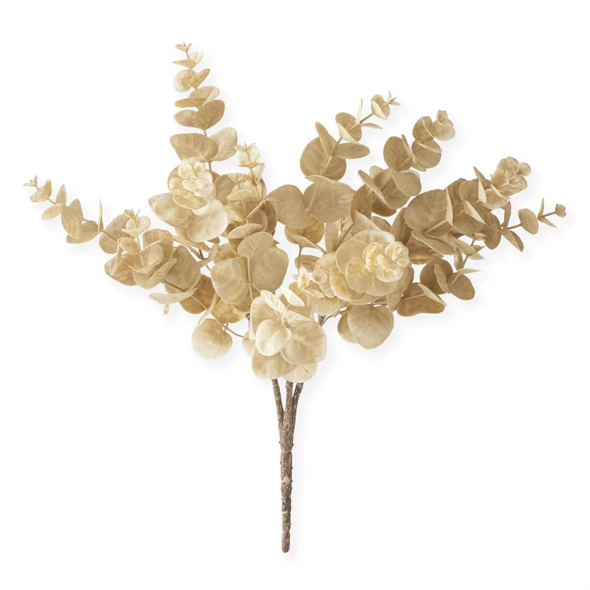 Cream_Eucalyptus_Bush