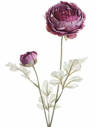 Holland Dried Ranunculus, 24", Dark Rose