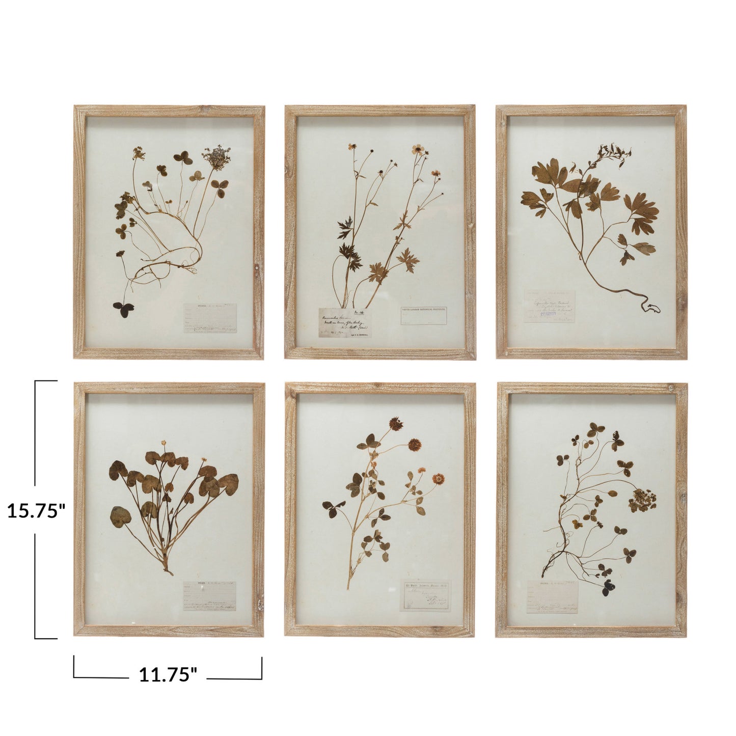 Framed Wall Decor with Botanicals 6 Styles