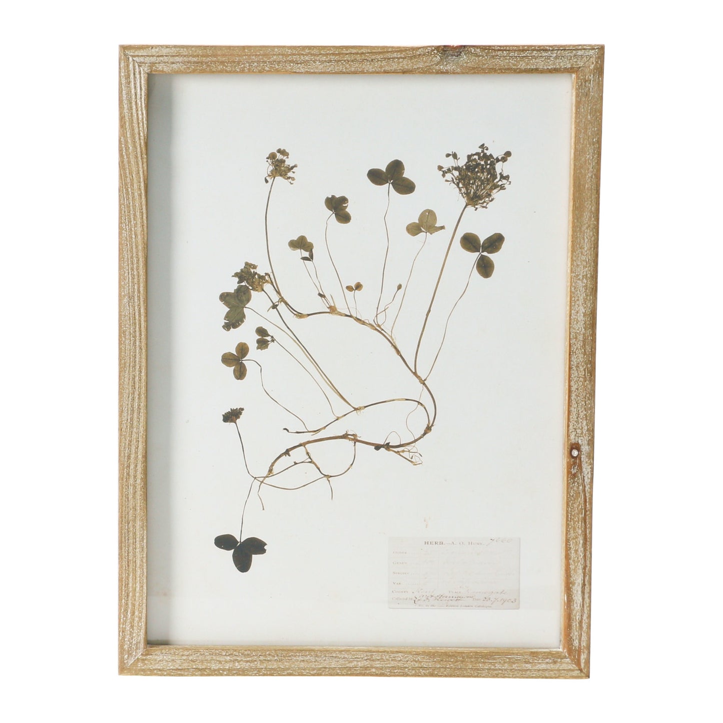 Framed Wall Decor with Botanicals 6 Styles