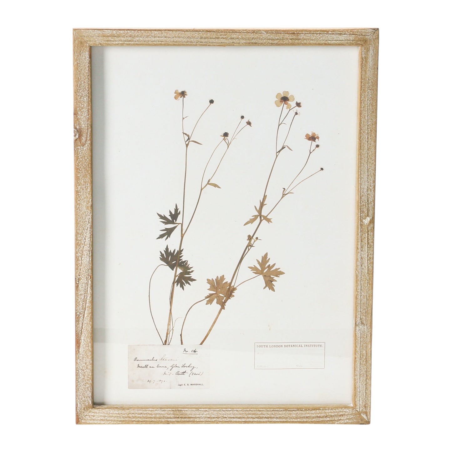 Framed Wall Decor with Botanicals 6 Styles