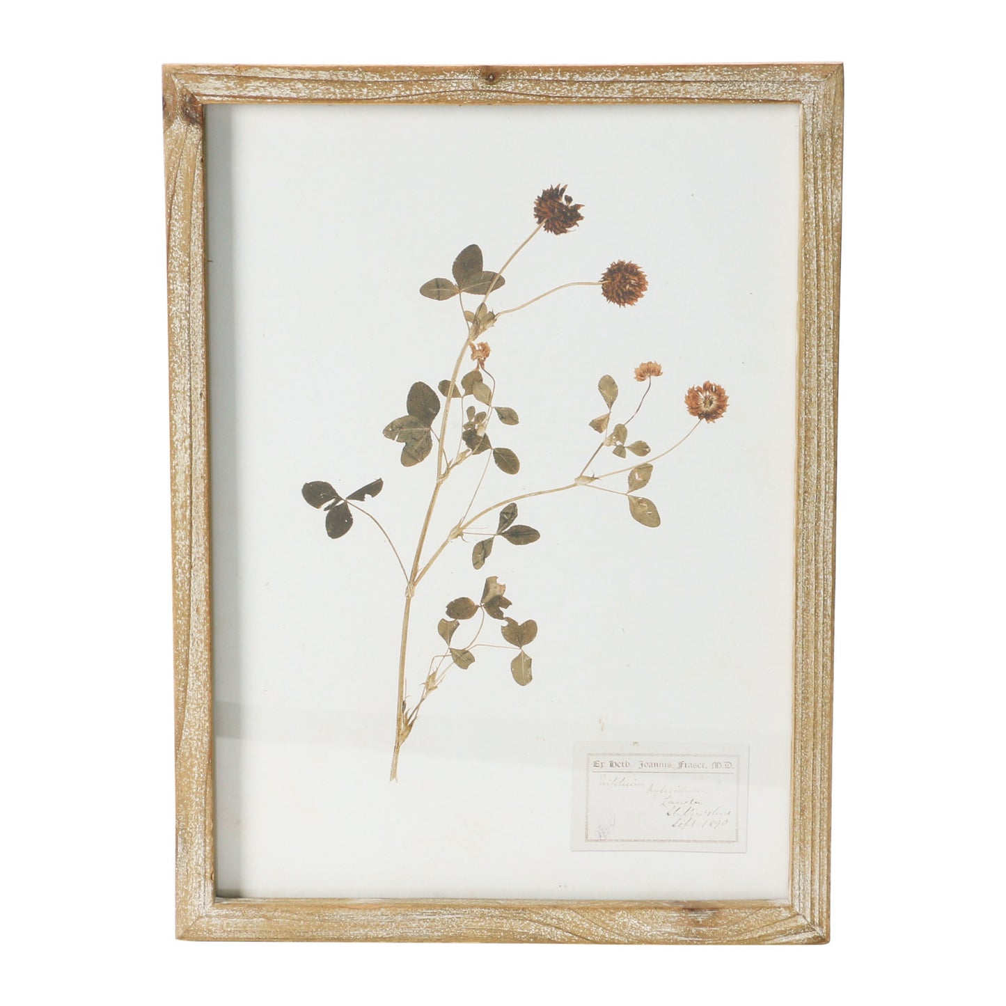 Framed Wall Decor with Botanicals 6 Styles