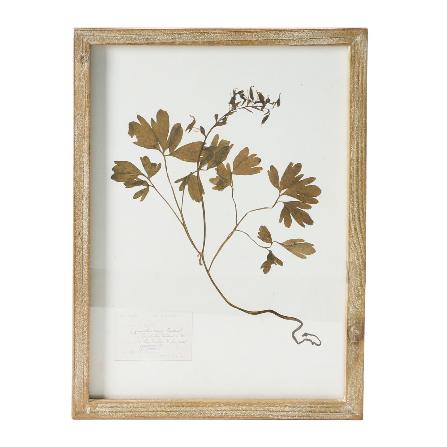 Framed Wall Decor with Botanicals 6 Styles