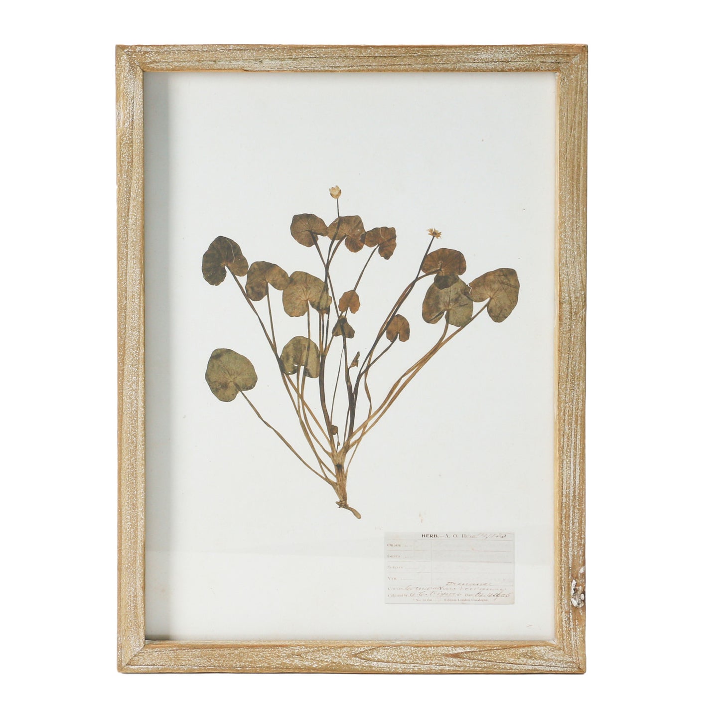 Framed Wall Decor with Botanicals 6 Styles