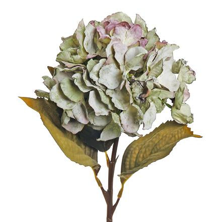 Dried Garden Hydrangea Sage/Plum