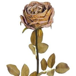 Dried Garden Rose 29", Caramel