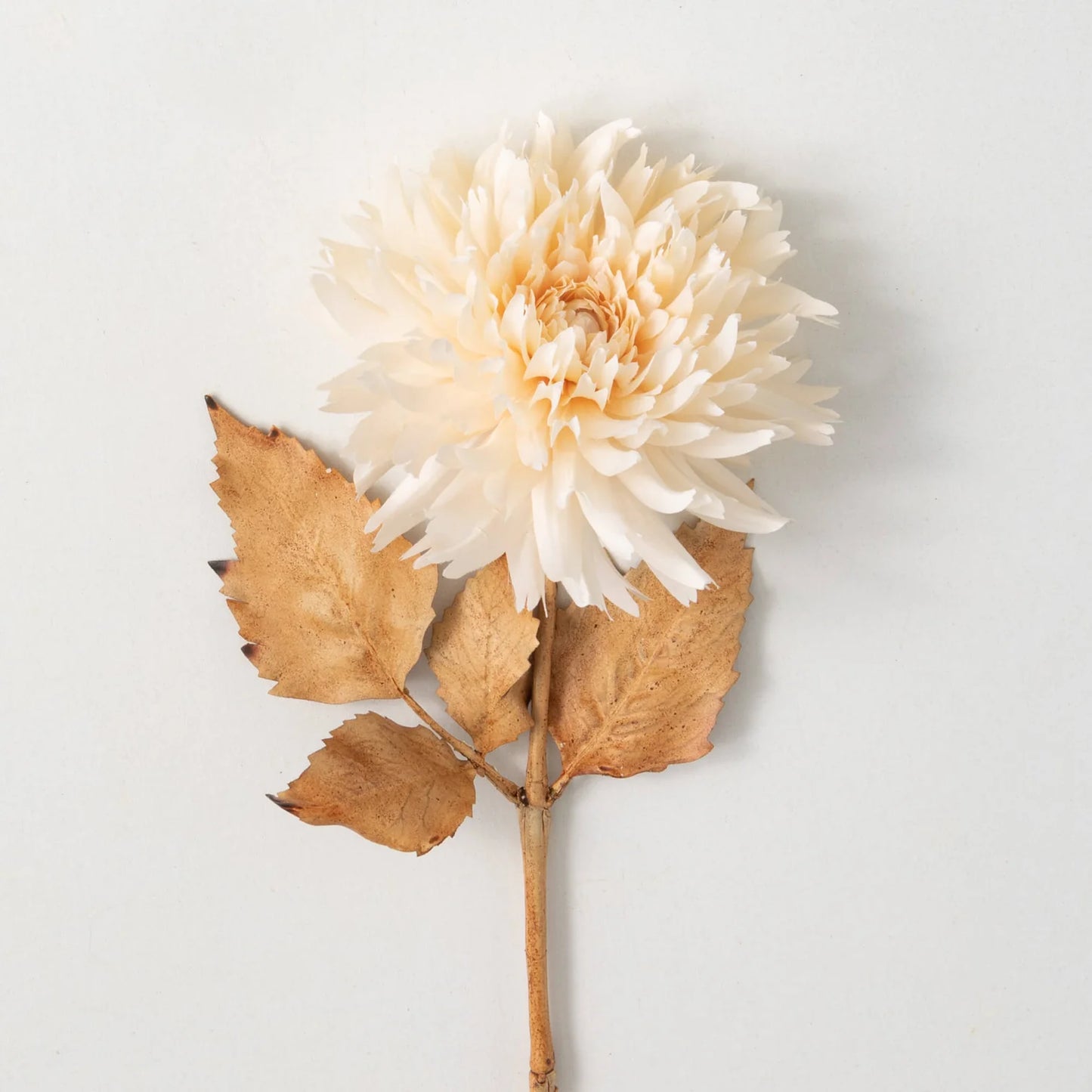 27.5 Blossoming Cream Dahlia Stem