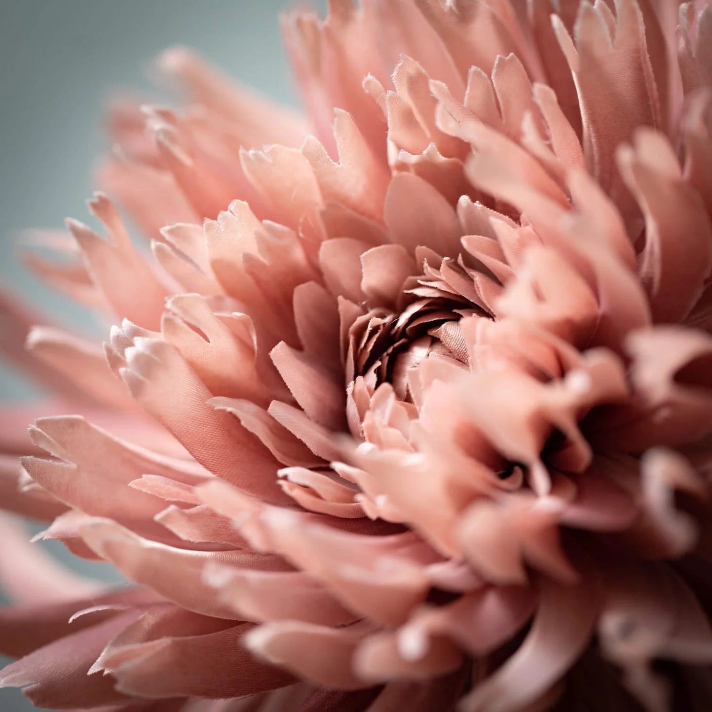 27.5 Blossoming Mauve Pink Dahlia Stem