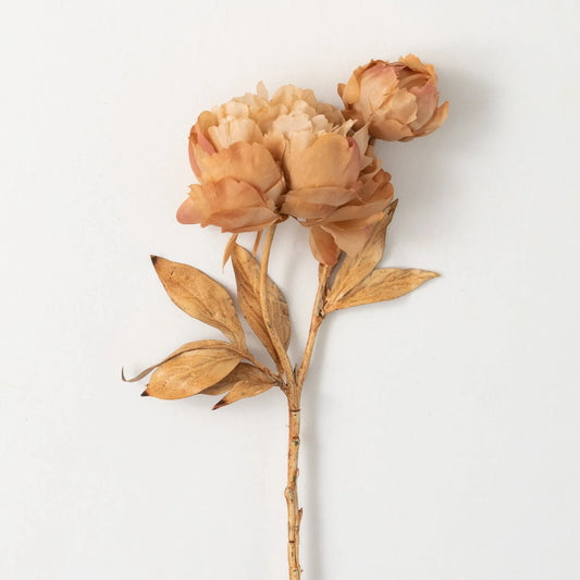 22" Light Brown Sugar Blooming Peonies