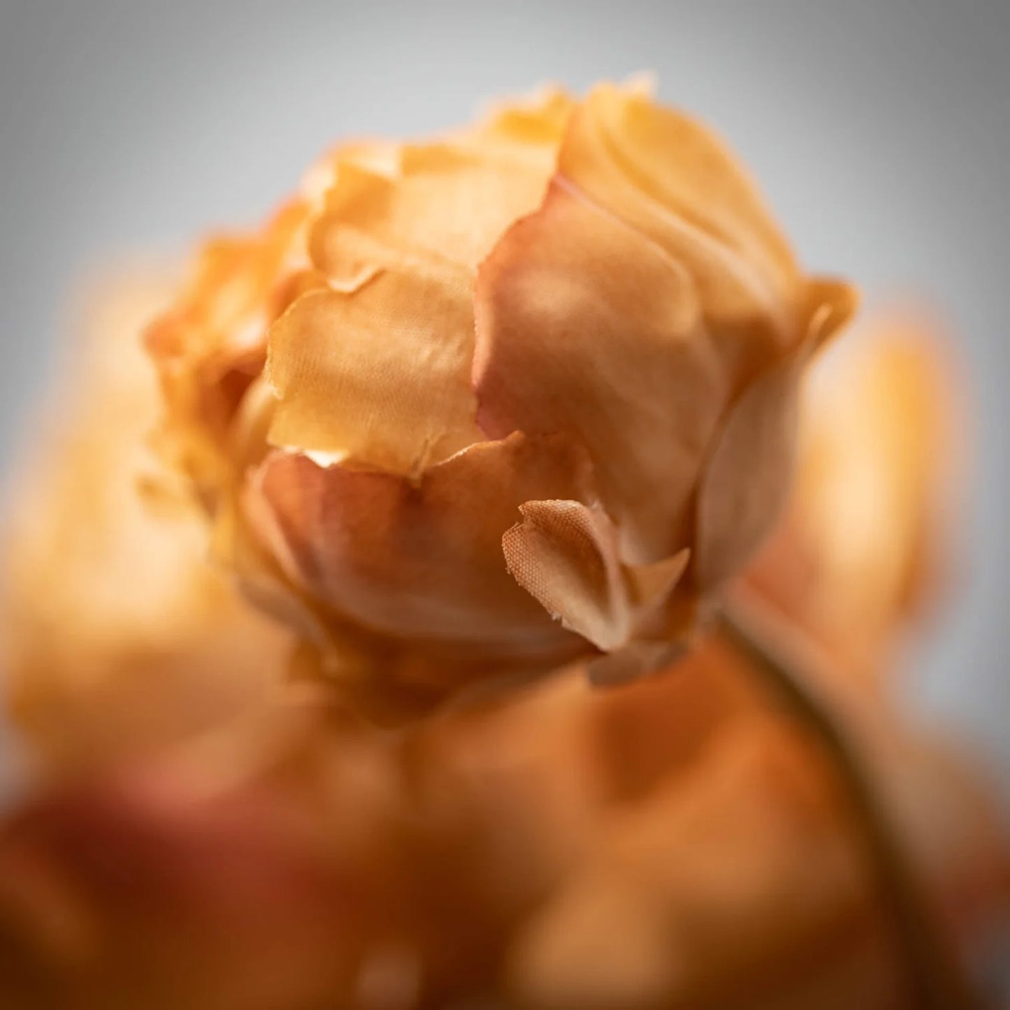 22" Light Brown Sugar Blooming Peonies