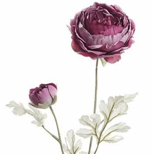 Holland Dried Ranunculus, 24", Dark Rose