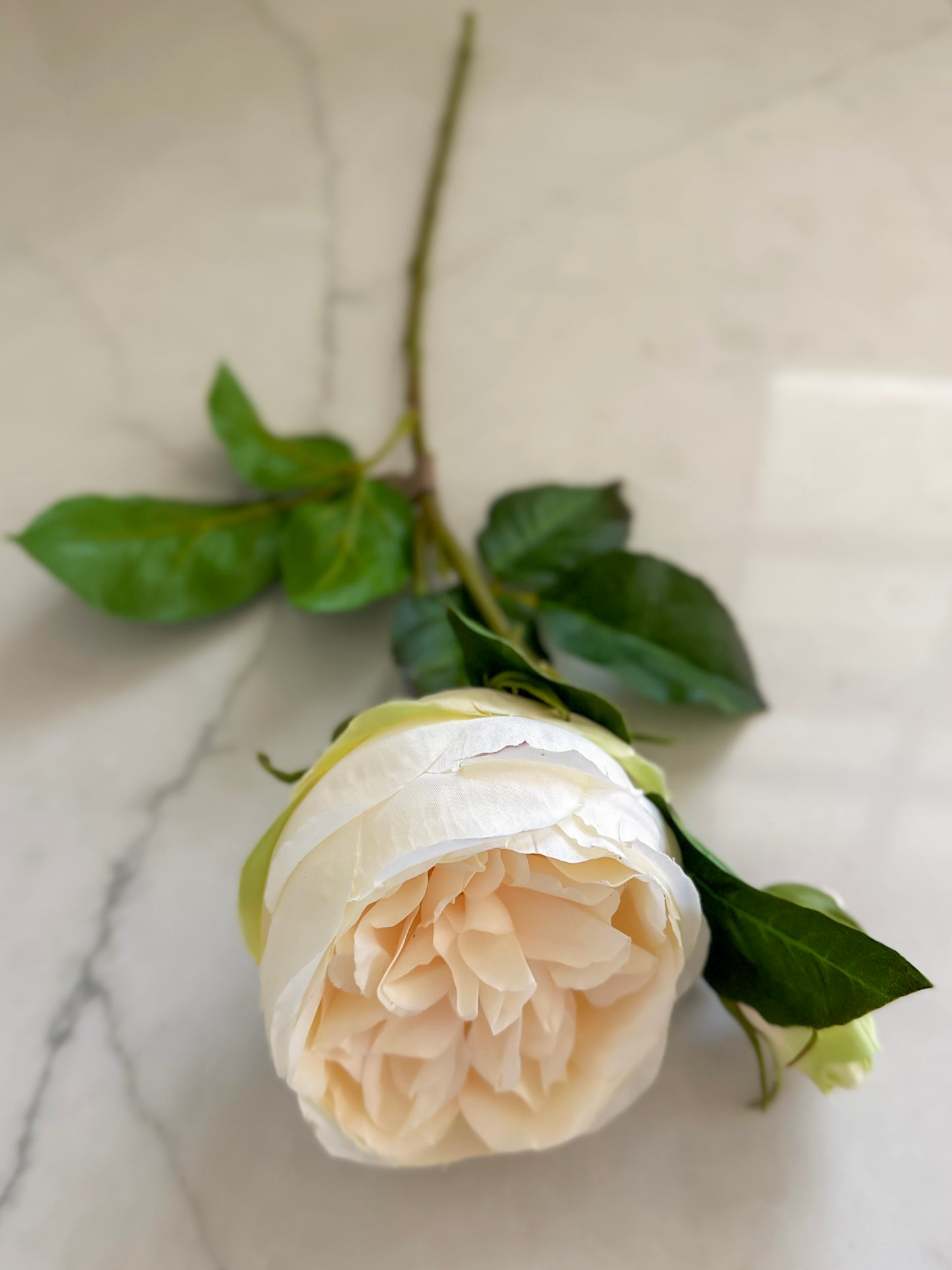 20" English Rose Peach/Cream Stem
