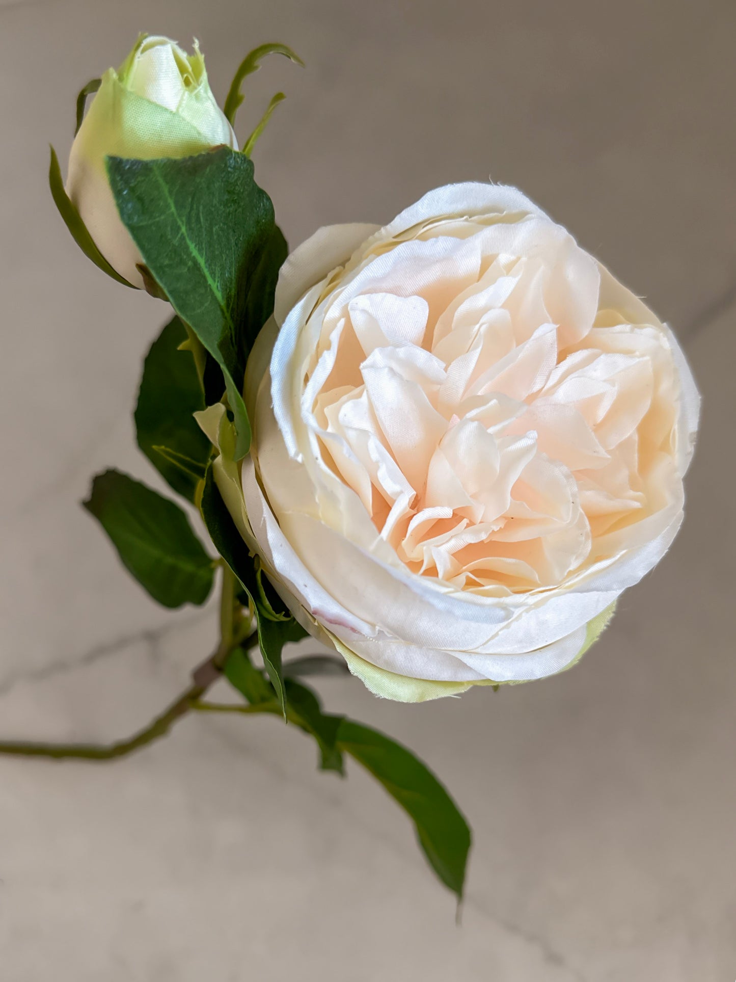 20" English Rose Peach/Cream Stem