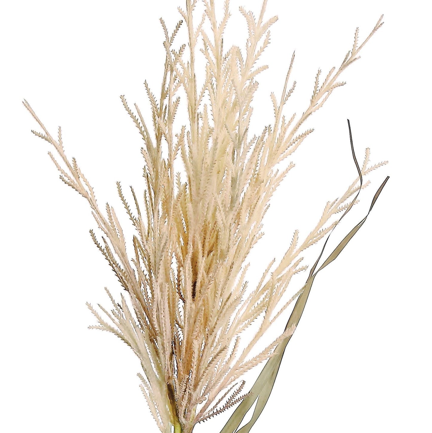 MOP GRASS SPRAY, 39", CREAM