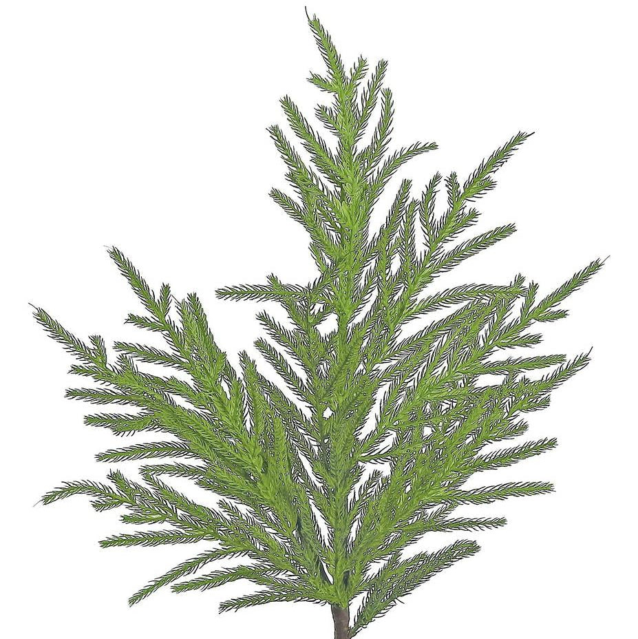 NORFOLK PINE SPRAY, 36" GREEN