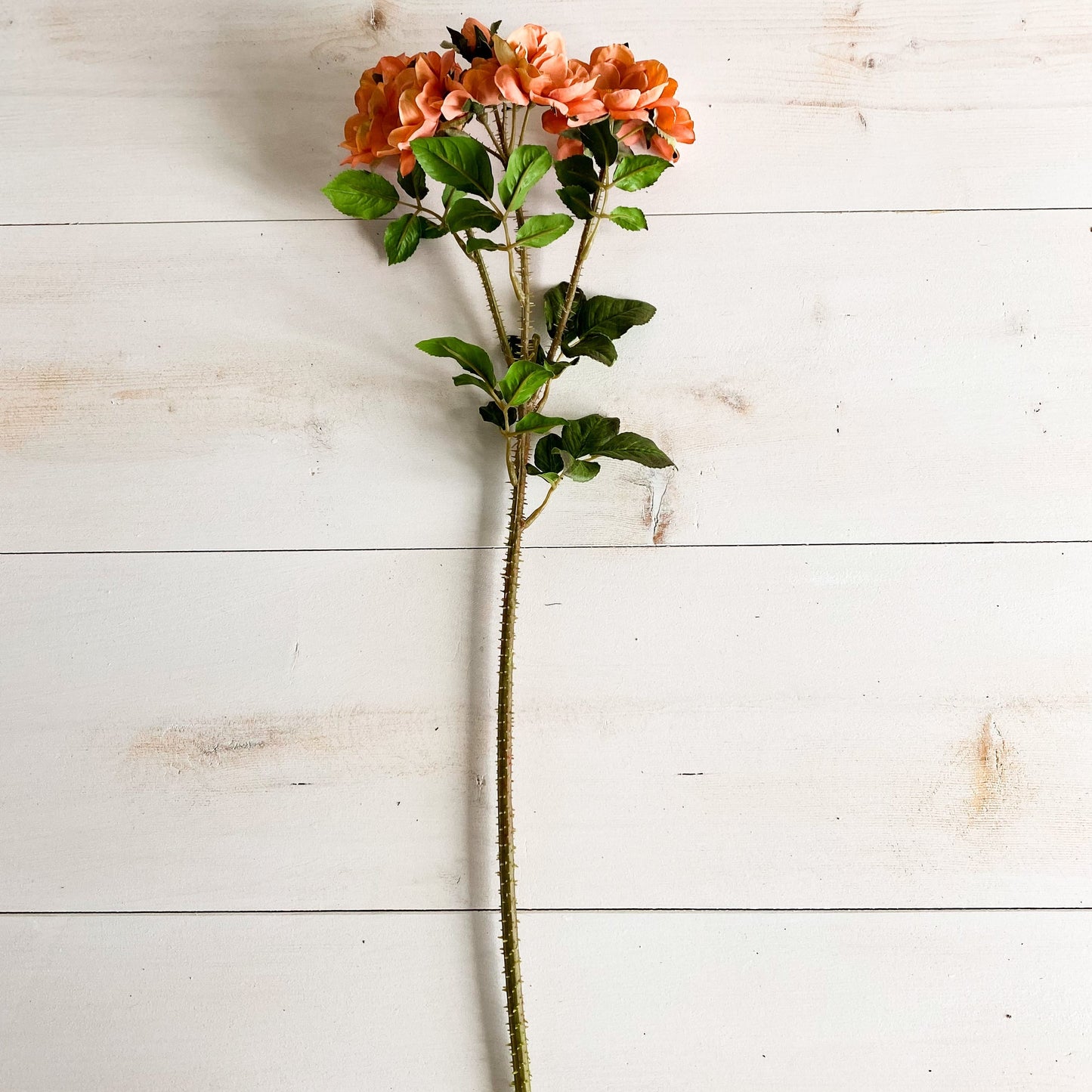 Peach Rose Stem