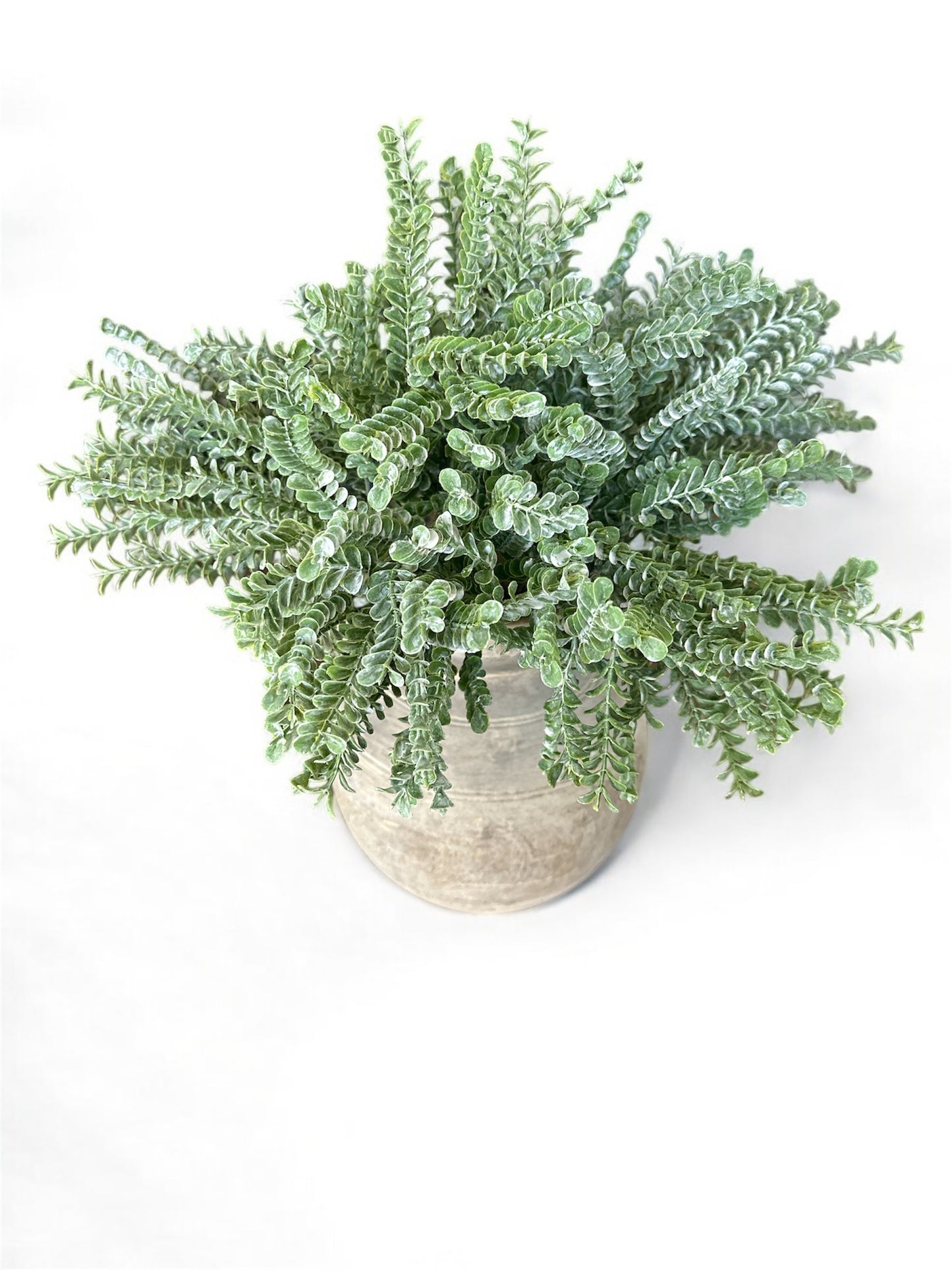 17" Green Clubmosses Spray