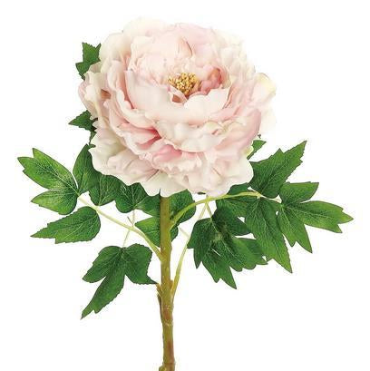 QUEEN PEONY X1, 26.5"; 6.75" BLOOM, PINK