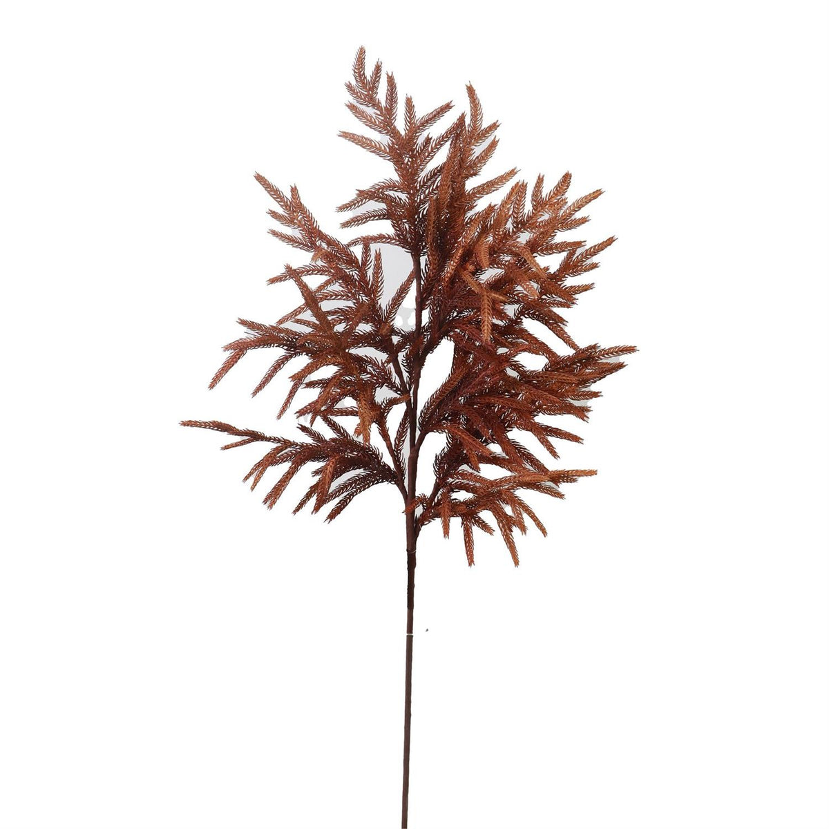 Rust Norfolk Pine Stem