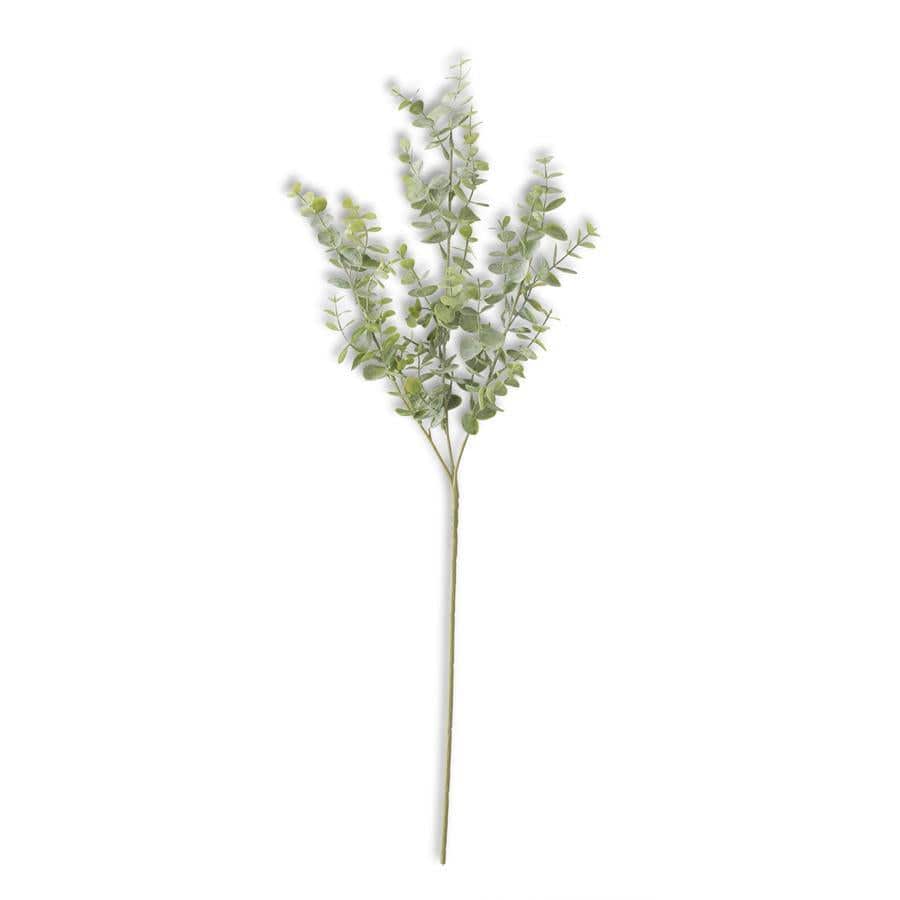 A single soft green eucalyptus stem against a white background.