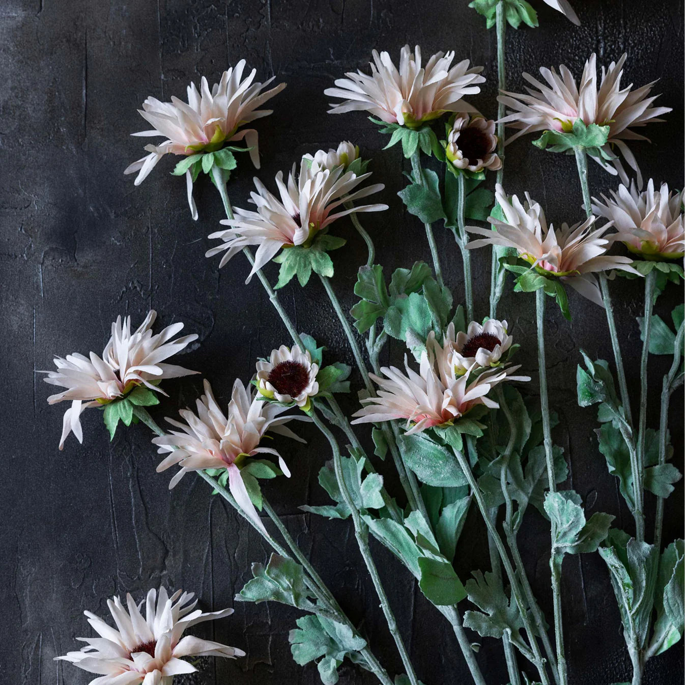 Artificial Chrysanthemum, Blush