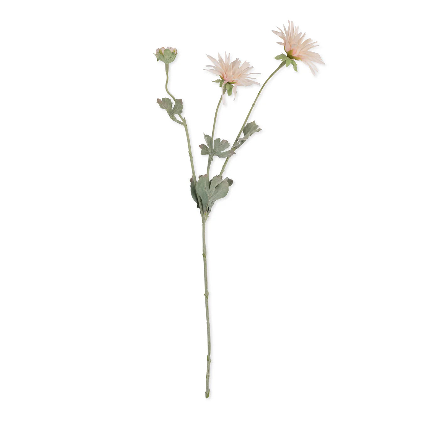 Artificial Chrysanthemum, Blush