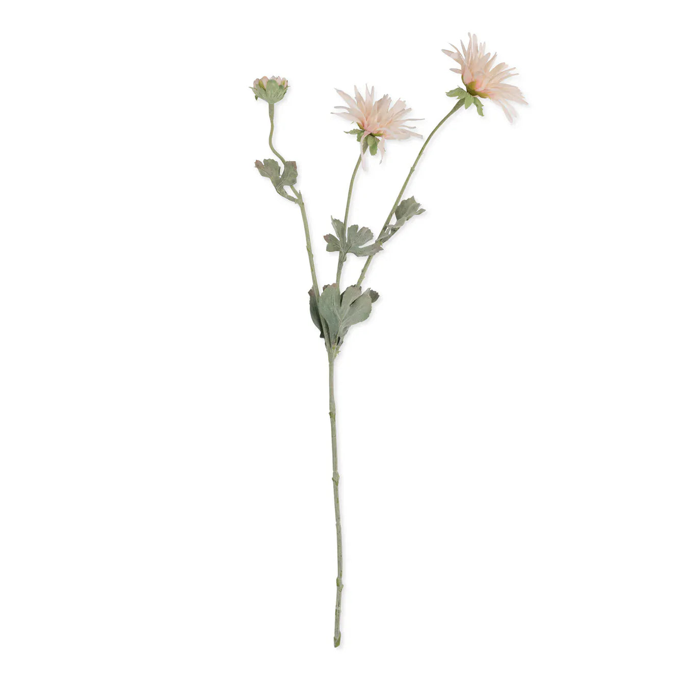 Artificial Chrysanthemum, Blush