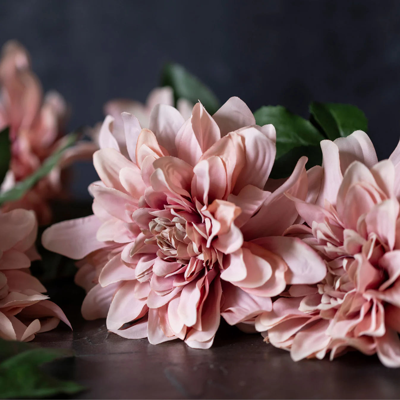 Artificial Dahlia, Flamingo
