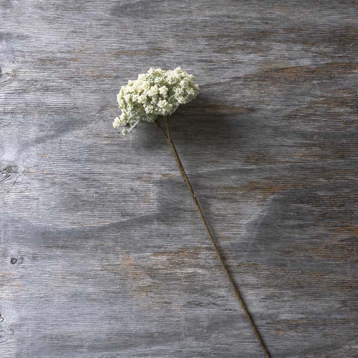 Cream Yarrow Stem 27.75" - Single Stem Artificial Flower