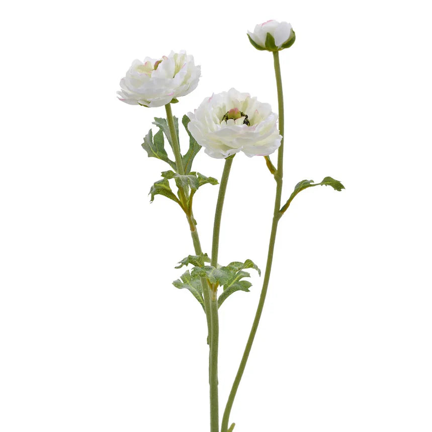 white-3-head-ranunculus