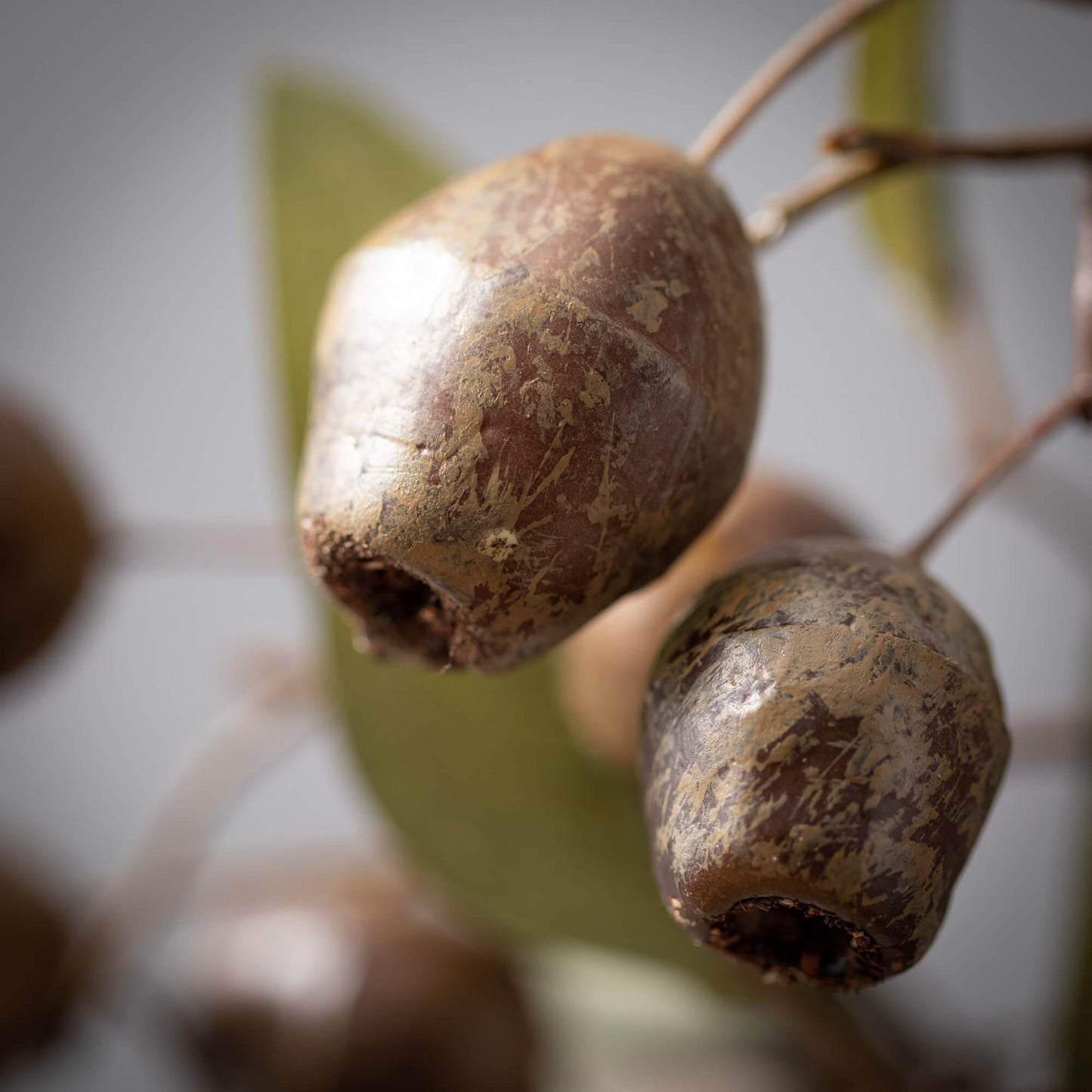 SEEDED EUCALYPTUS SPRAY