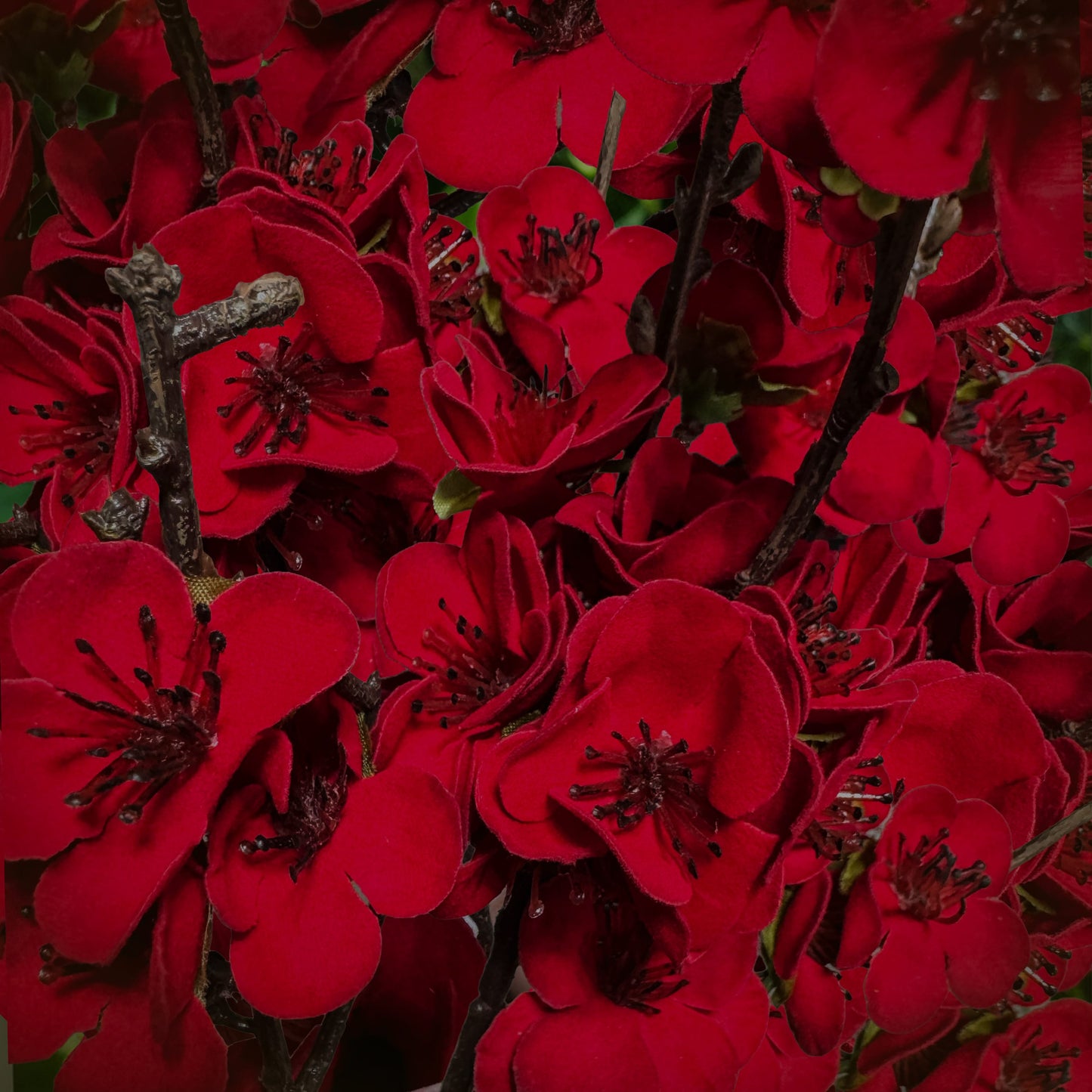 Close-up of red flowers with a blurred background