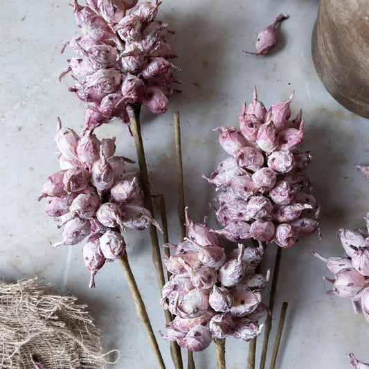 Heirloom Thistle Stem - Mauve