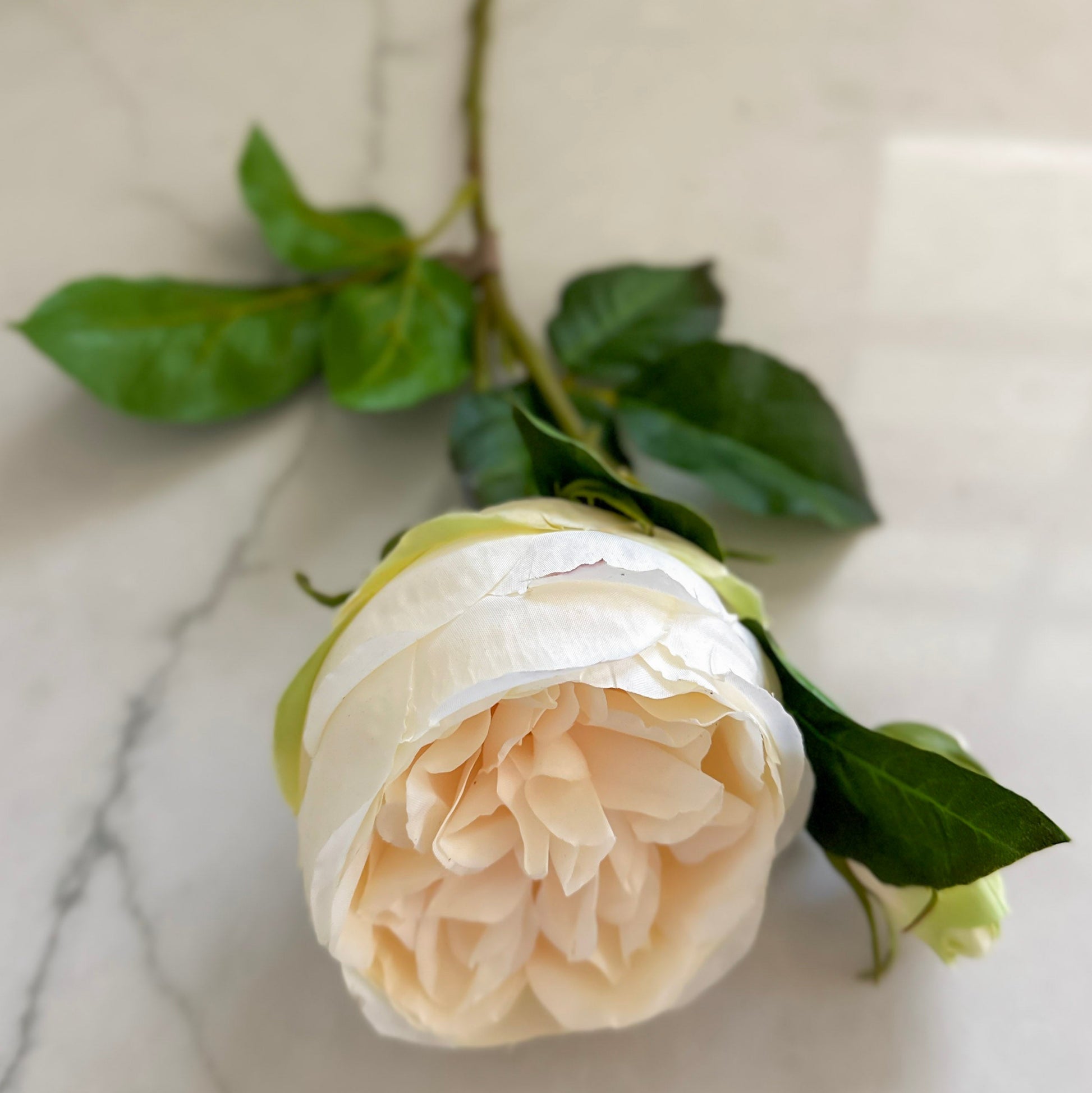 20" English Rose Peach/Cream Stem