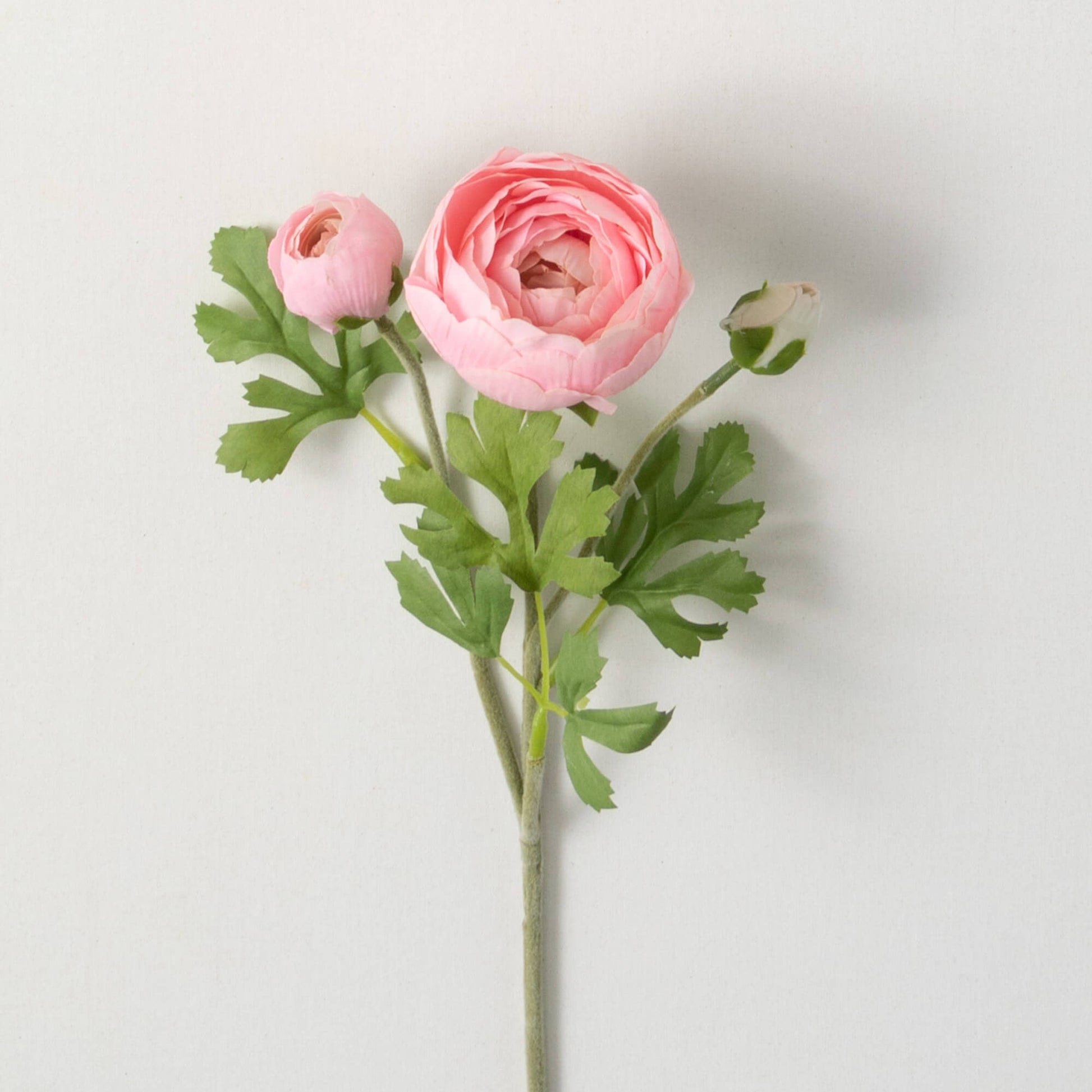 20" Pink Ranunculus