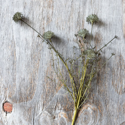21" Melaleuca Stem - Dusk
