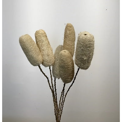 6 Luffa Semi Bleached on 20 inch Stick